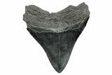 Fossil Megalodon Tooth - South Carolina #236273-1